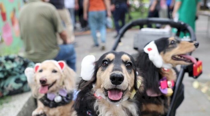 珍愛生命 共享幸福:台灣,一個寵物友善的國度