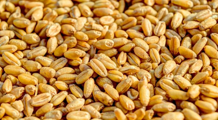 中企建糧食絲路 全球掃貨囤積引憂