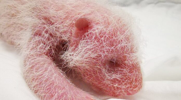 又辱習?熊貓寶寶徵名涉咒習 官媒評論區急關