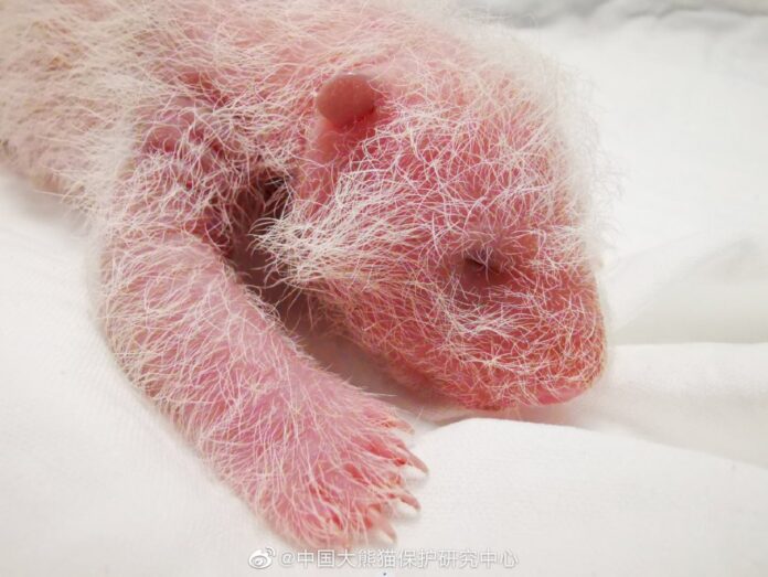 又辱習?熊貓寶寶徵名涉咒習 官媒評論區急關